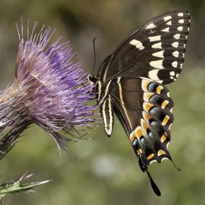 Papilio palamedes (Drury, 1773) Palamedes Swallowtail