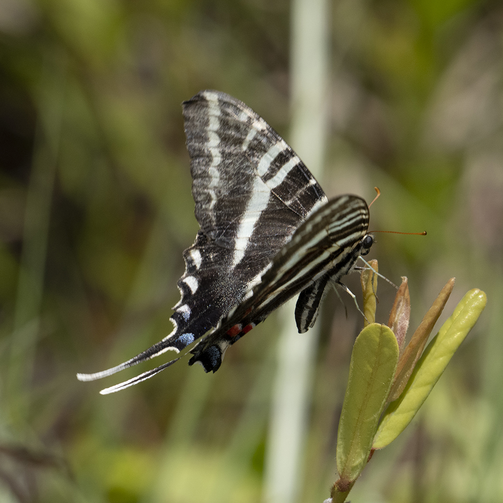 Eurytides marcellus (Cramer, 1777) Zebra Swallowtail