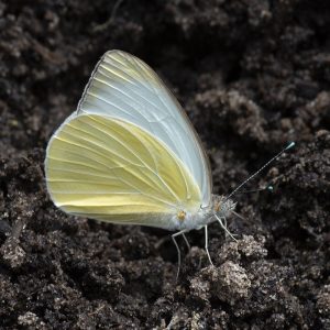 Ascia monuste (Linnaeus, 1764) Great Southern White