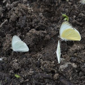 Ascia monuste (Linnaeus, 1764) Great Southern White