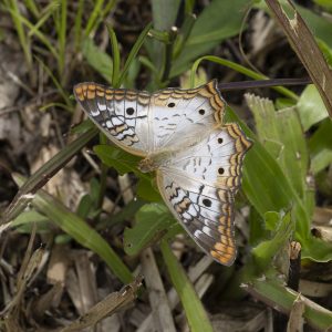 Anartia jatrophae (Linnaeus, 1763) White Peacock