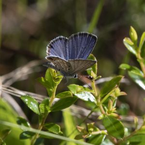 Hemiargus ceraunus (Fabricius, 1793) Ceraunus Blue