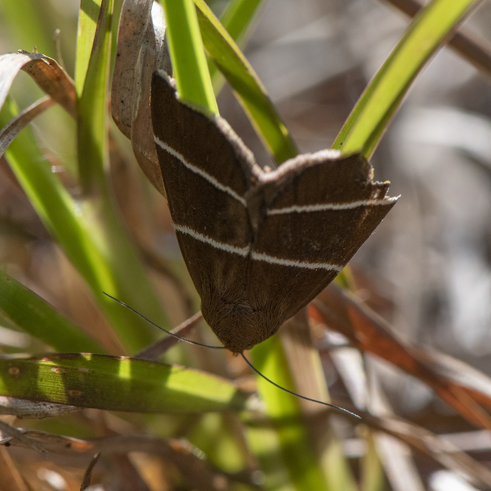 Argyrostrotis quadrifilaris (Hübner, 1831) Four-lined Chocolate Moth