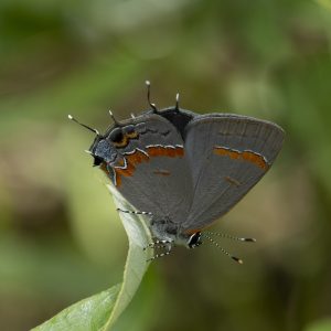 Calycopis cecrops (Fabricius, 1793) Red-banded Hairstreak