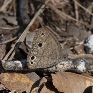 Hermeuptychia sosybius (Fabricius, 1793) Carolina Satyr