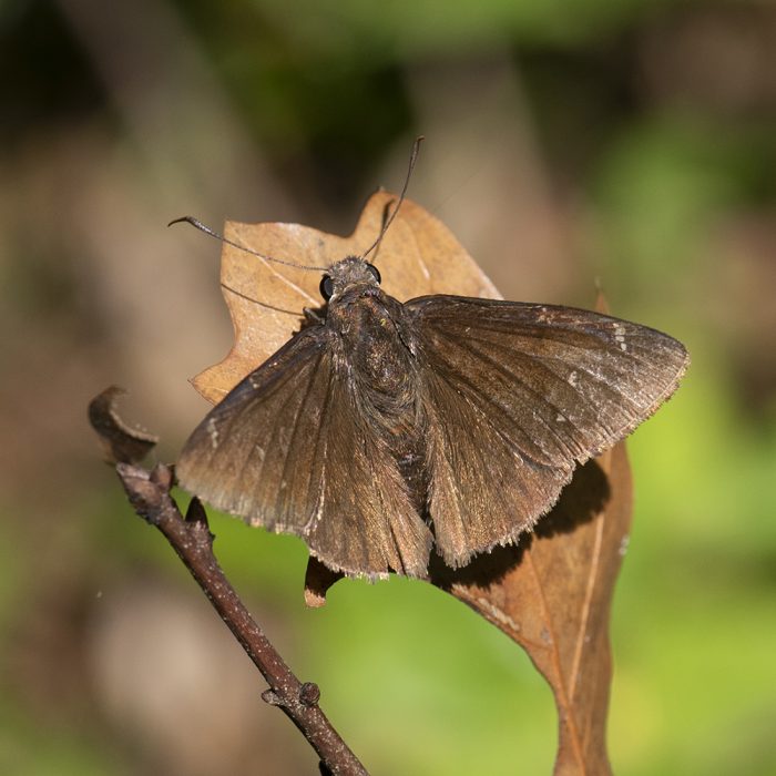 Thorybes pylades (Scudder, 1870) Northern Cloudywing