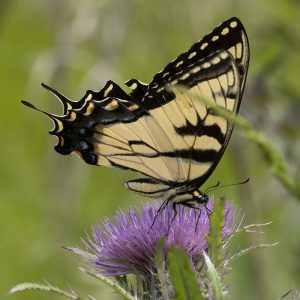 Papilio glaucus (Linnaeus, 1758) Eastern Tiger Swallowtail