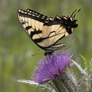 Papilio glaucus (Linnaeus, 1758) Eastern Tiger Swallowtail