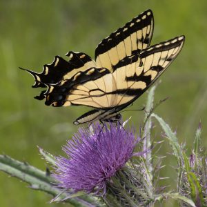 Papilio glaucus (Linnaeus, 1758) Eastern Tiger Swallowtail