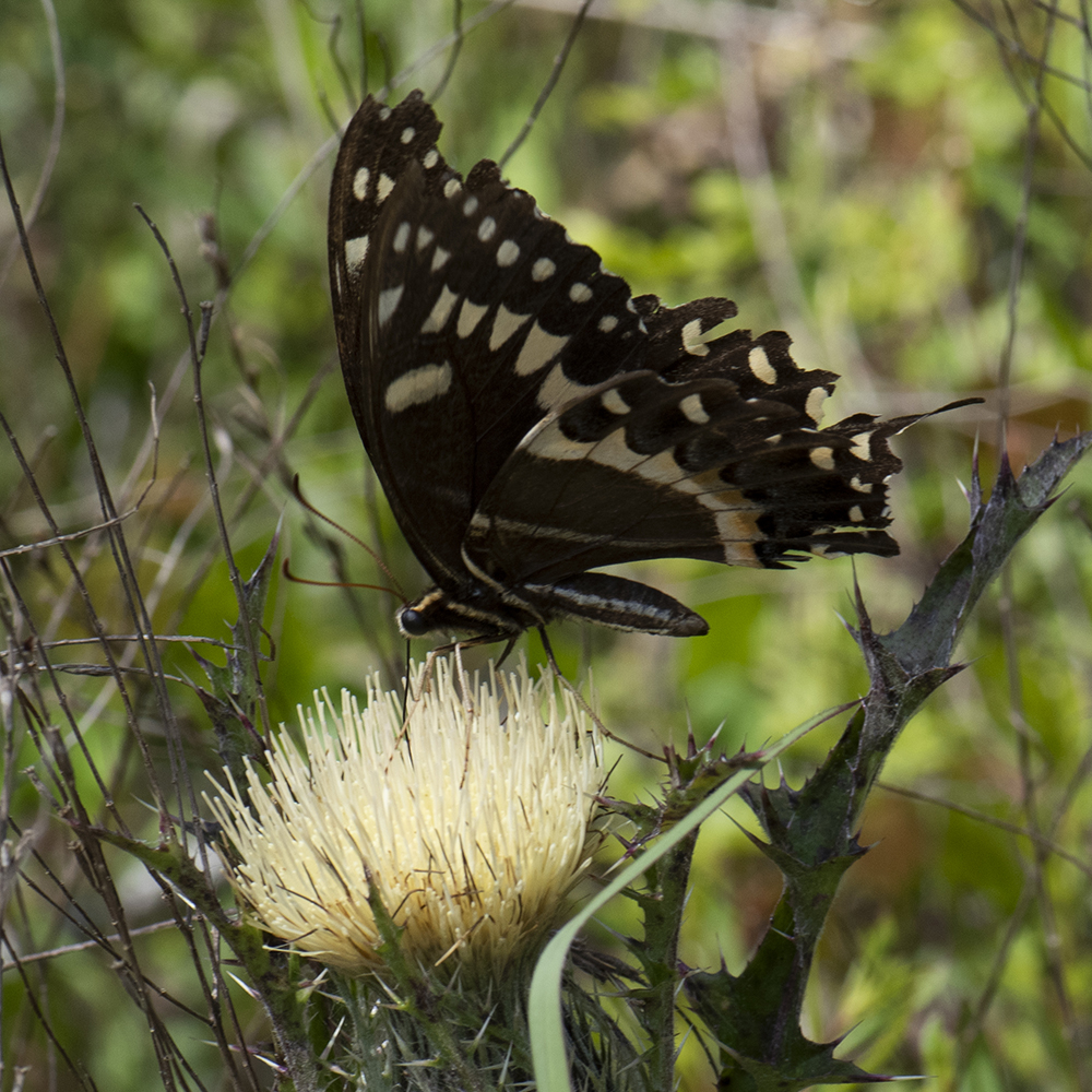 Papilio palamedes (Drury, 1773) Palamedes Swallowtail