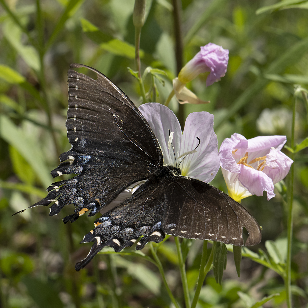 Papilio glaucus (Linnaeus, 1758) Eastern Tiger Swallowtail