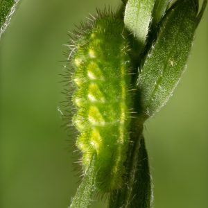 Callophrys rubi (Linnaeus, 1758) Grüner Zipfelfalter