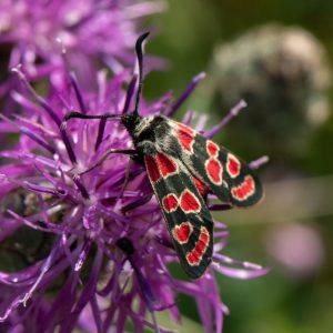 Zygaena carniolica subsp. virginea