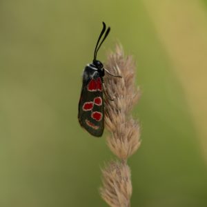 Zygaena carniolica subsp. virginea