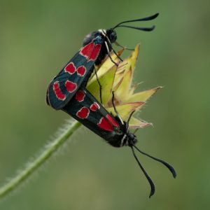 Zygaena carniolica subsp. virginea