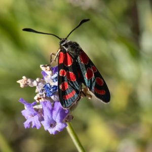 Zygaena carniolica subsp. virginea