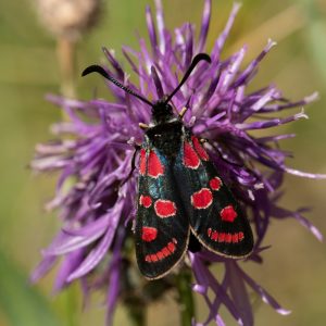 Zygaena carniolica subsp. virginea