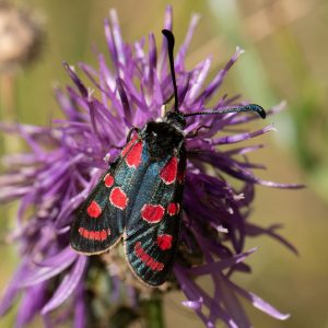 Zygaena carniolica subsp. virginea