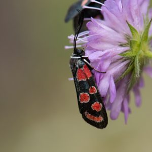 Zygaena carniolica subsp. virginea
