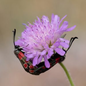Zygaena carniolica subsp. virginea