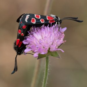 Zygaena carniolica subsp. virginea