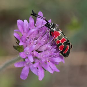 Zygaena carniolica subsp. virginea