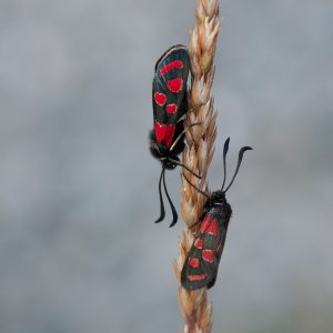 Zygaena carniolica subsp. virginea