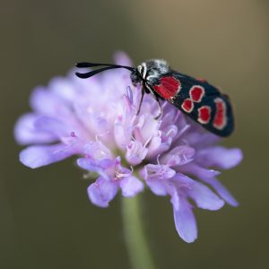 Zygaena carniolica subsp. virginea