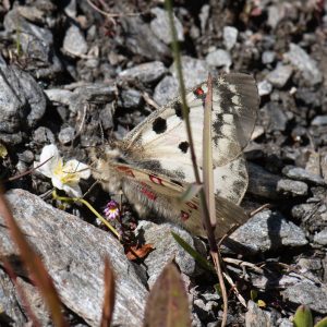 Parnassius sacerdos (Stichel, 1906) Hochalpen-Apollo