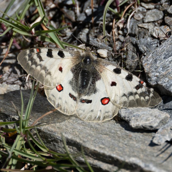 Parnassius sacerdos (Stichel, 1906) Hochalpen-Apollo