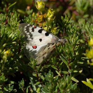 Parnassius sacerdos (Stichel, 1906) Hochalpen-Apollo