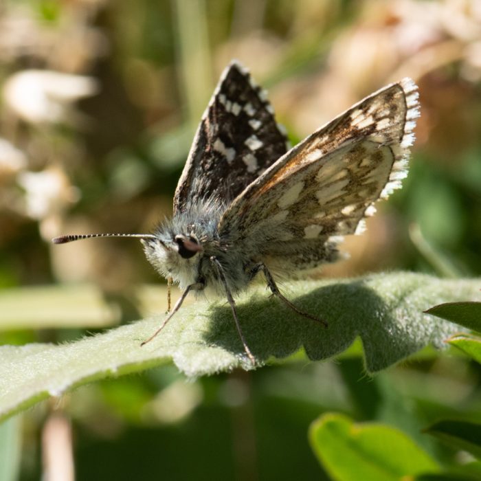 Pyrgus carthami (Hübner, 1813) Steppenheiden-Würfel-Dickkopffalter