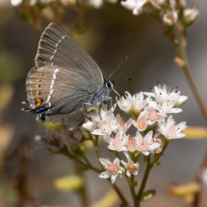 Satyrium spini (Denis & Schiffermüller, 1775) Kreuzdorn-Zipfelfalter