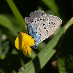 Phengaris arion (Linnaeus, 1758) Quendel-Ameisenbläuling