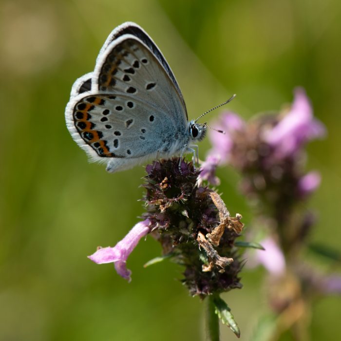 Plebejus argus (Linnaeus, 1758) Argus-Bläuling