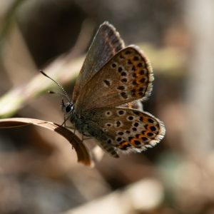 Plebejus argus (Linnaeus, 1758) Argus-Bläuling