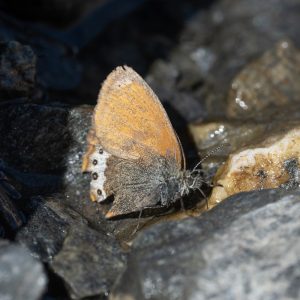 Coenonympha gardetta (De Prunner, 1798) Alpen-Wiesenvögelchen