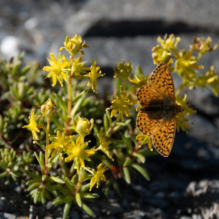 Boloria pales (Denis & Schiffermüller, 1775) Alpenmatten-Perlmuttfalter