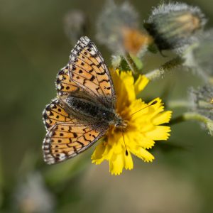 Boloria pales (Denis & Schiffermüller, 1775) Alpenmatten-Perlmuttfalter