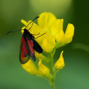 Zygaena osterodensis (Reiss, 1921) Platterbsen-Widderchen