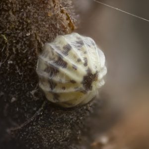 Allophyes oxyacanthae (Linnaeus, 1758) Weißdorneule