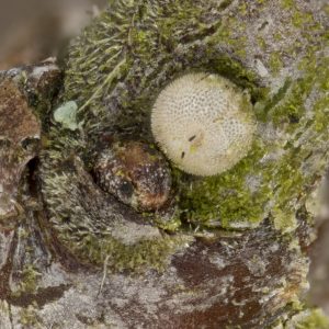 Satyrium pruni (Linnaeus, 1758) Pflaumen-Zipfelfalter