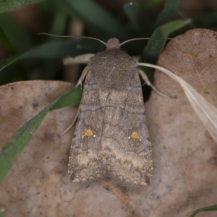 Eupsilia transversa (Hufnagel, 1766) Satellit-Wintereule, Satelliteule