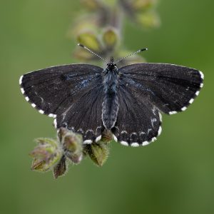 Scolitantides orion (Pallas, 1771) Fetthennen-Bläuling