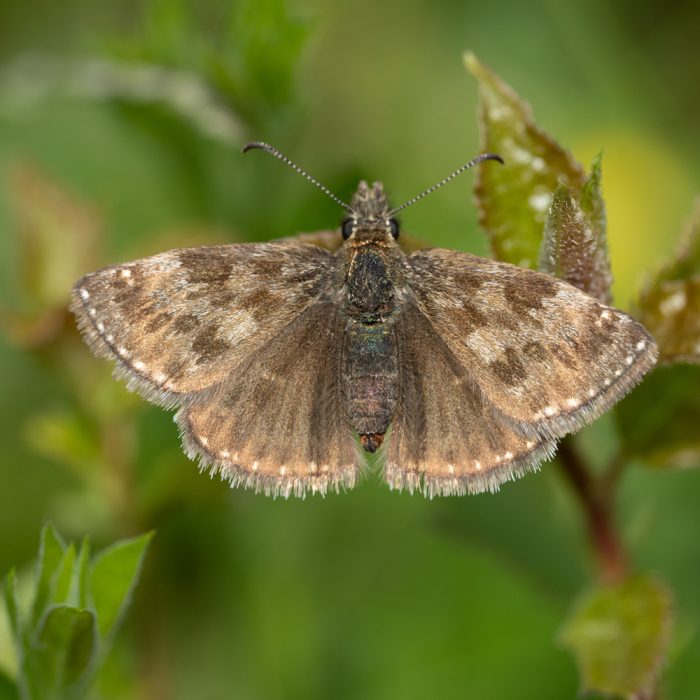 Erynnis tages (Linnaeus, 1758) Kronwicken-Dickkopffalter