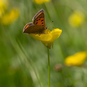 Lycaena phlaeas (Linnaeus, 1761) Kleiner Feuerfalter
