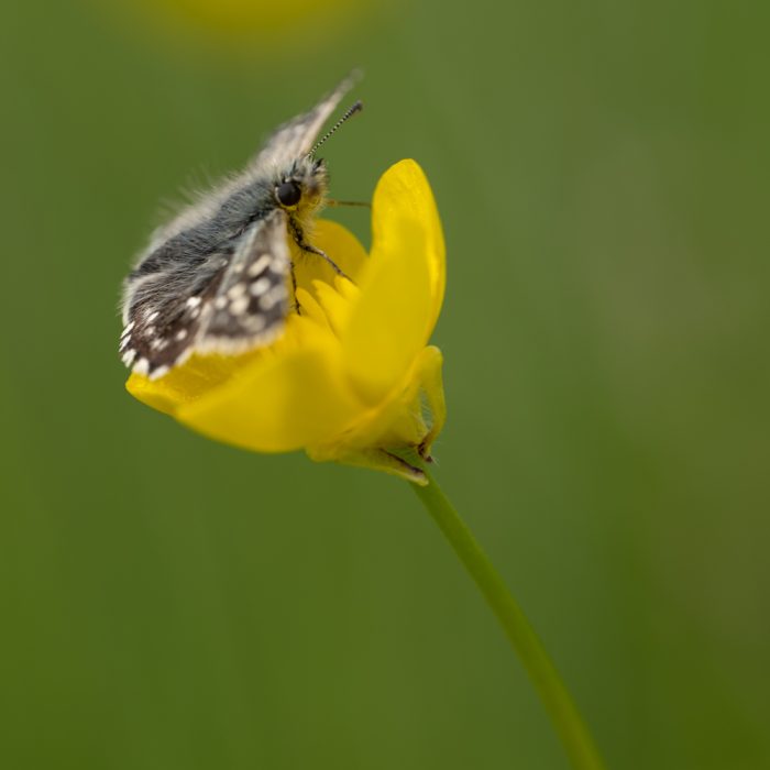 Pyrgus malvae (Linnaeus, 1758) Kleiner Würfel-Dickkopffalter