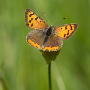 Lycaena phlaeas (Linnaeus, 1761) Kleiner Feuerfalter