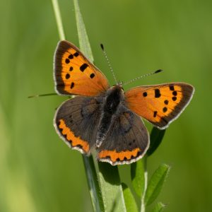 Lycaena phlaeas (Linnaeus, 1761) Kleiner Feuerfalter