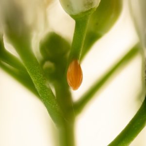 Anthocharis cardamines (Linnaeus, 1758) Aurorafalter